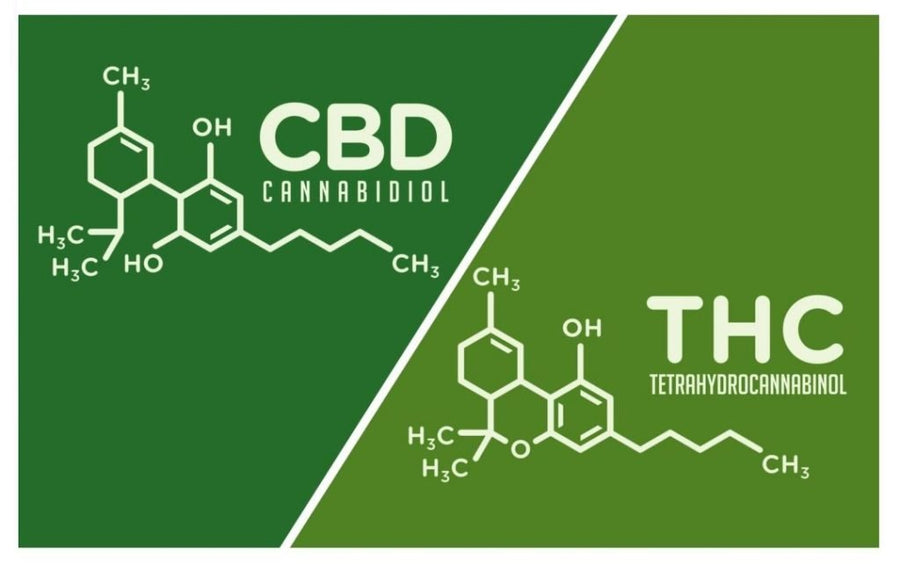 THC vs. CBD. What is The Difference?